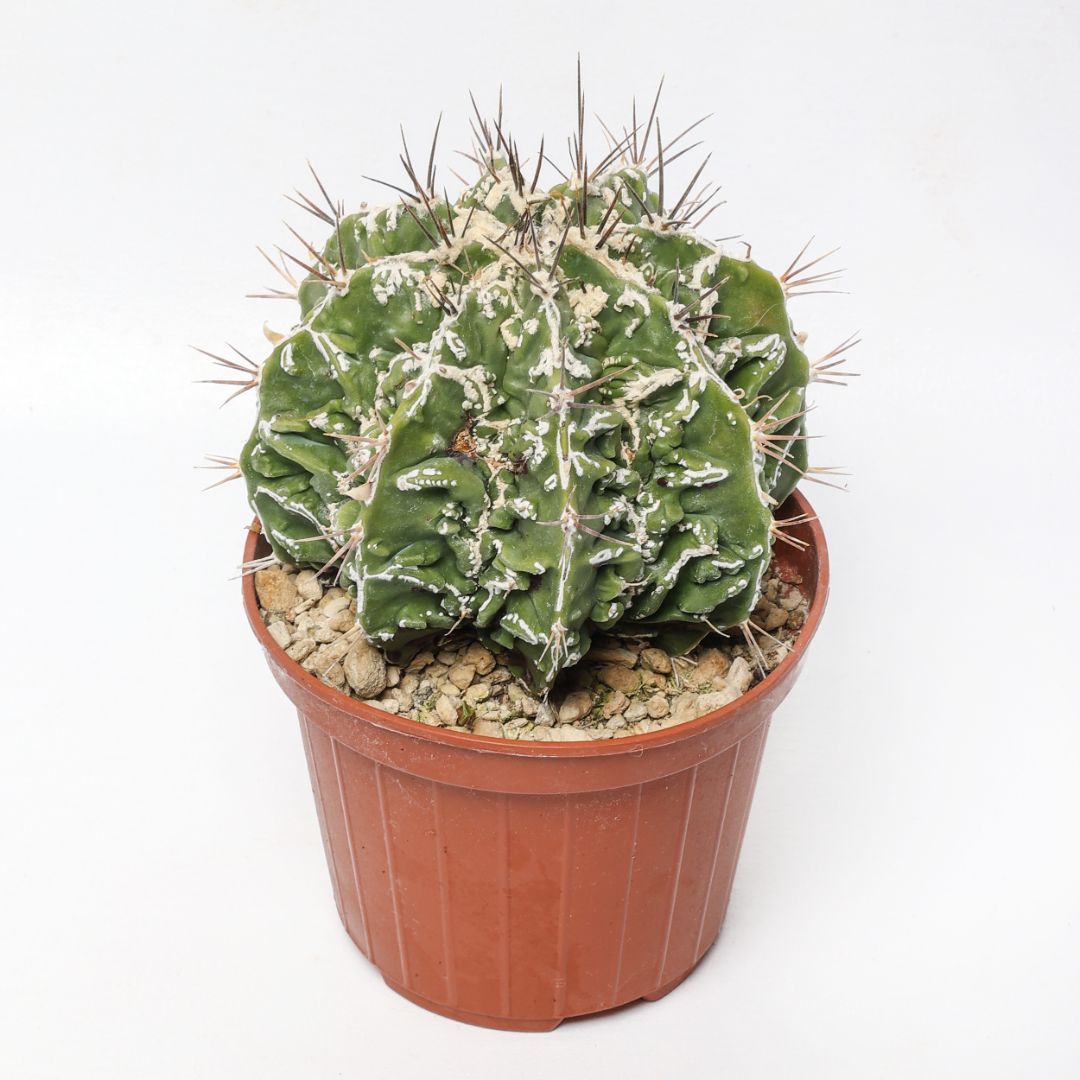 Astrophytum ornatum 'Fujiyama' Ø 10,5 cm