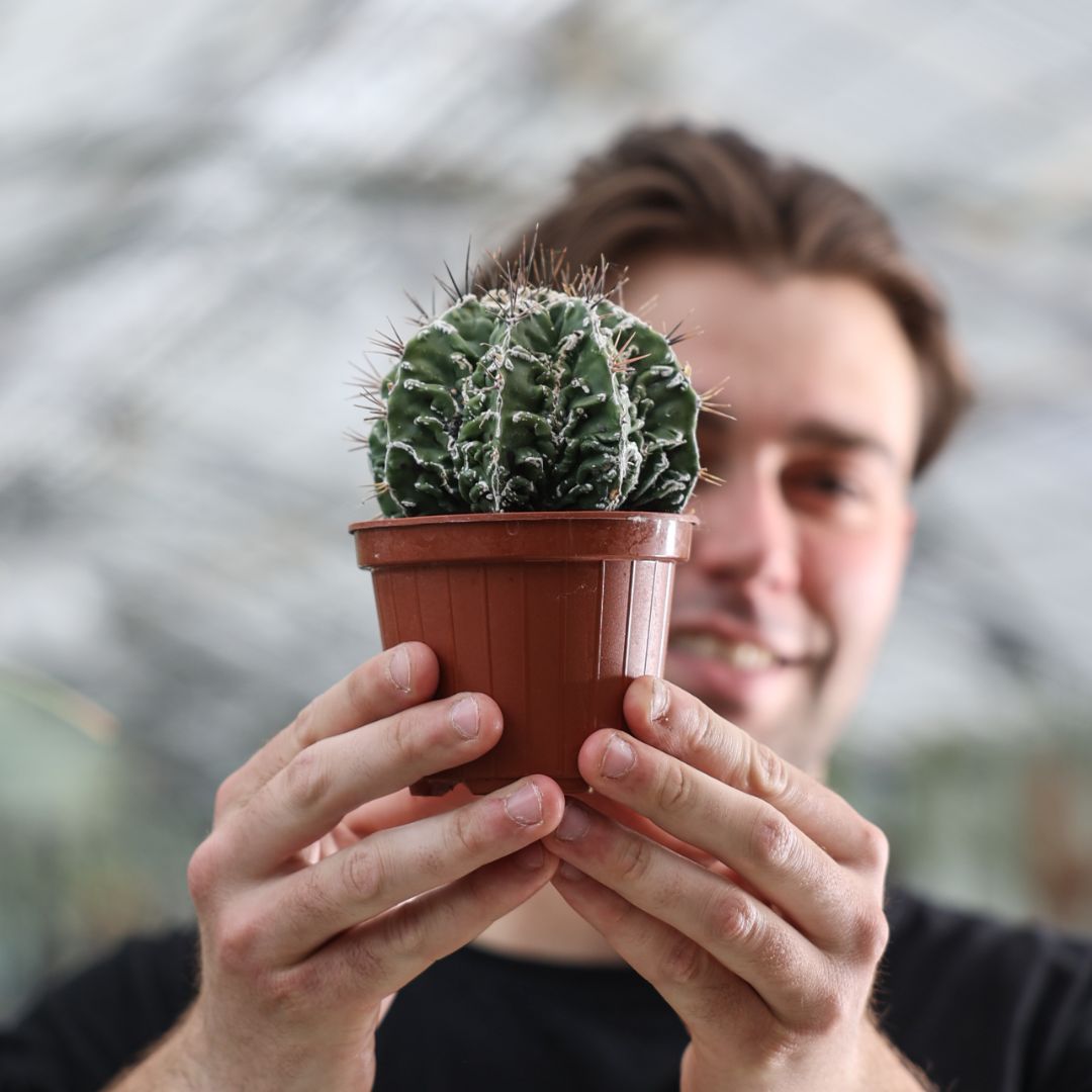 Astrophytum ornatum 'Fujiyama' Ø 10,5 cm