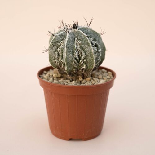 Astrophytum ornatum fukuryu hannya hybrid Ø 10,5 - 624F