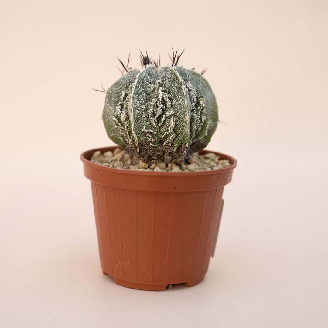 Astrophytum ornatum fukuryu hannya hybrid Ø 10,5 - 624F