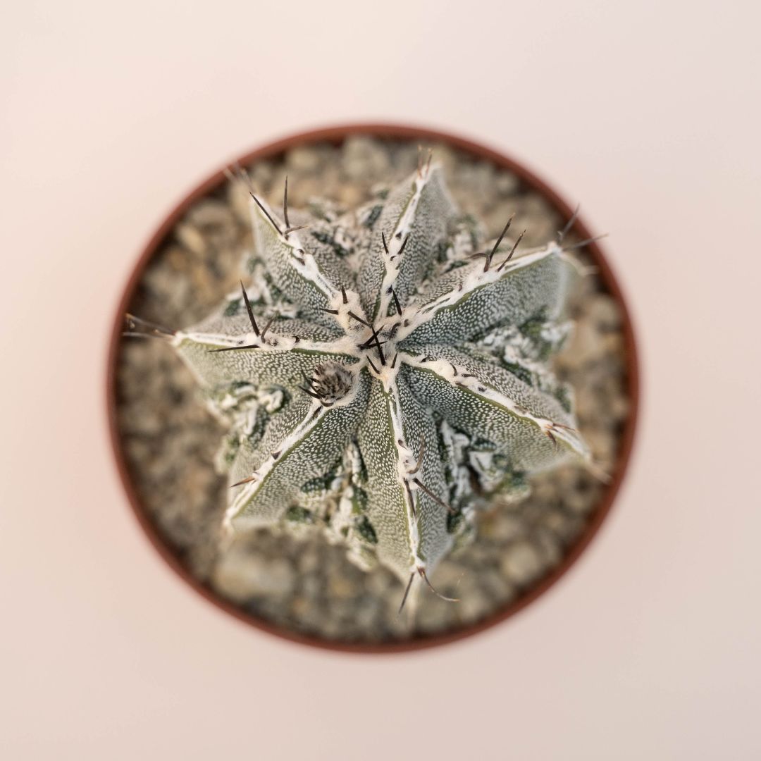 Astrophytum ornatum fukuryu hannya hybrid Ø 10,5 - 624F