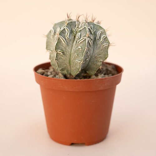 Astrophytum ornatum fukuryu hannya hybrid Ø 10,5 - 626F