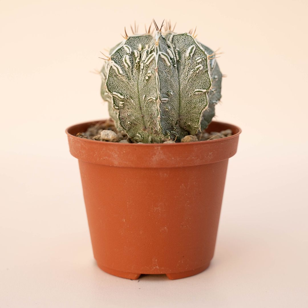 Astrophytum ornatum fukuryu hannya hybrid Ø 10,5 - 626F