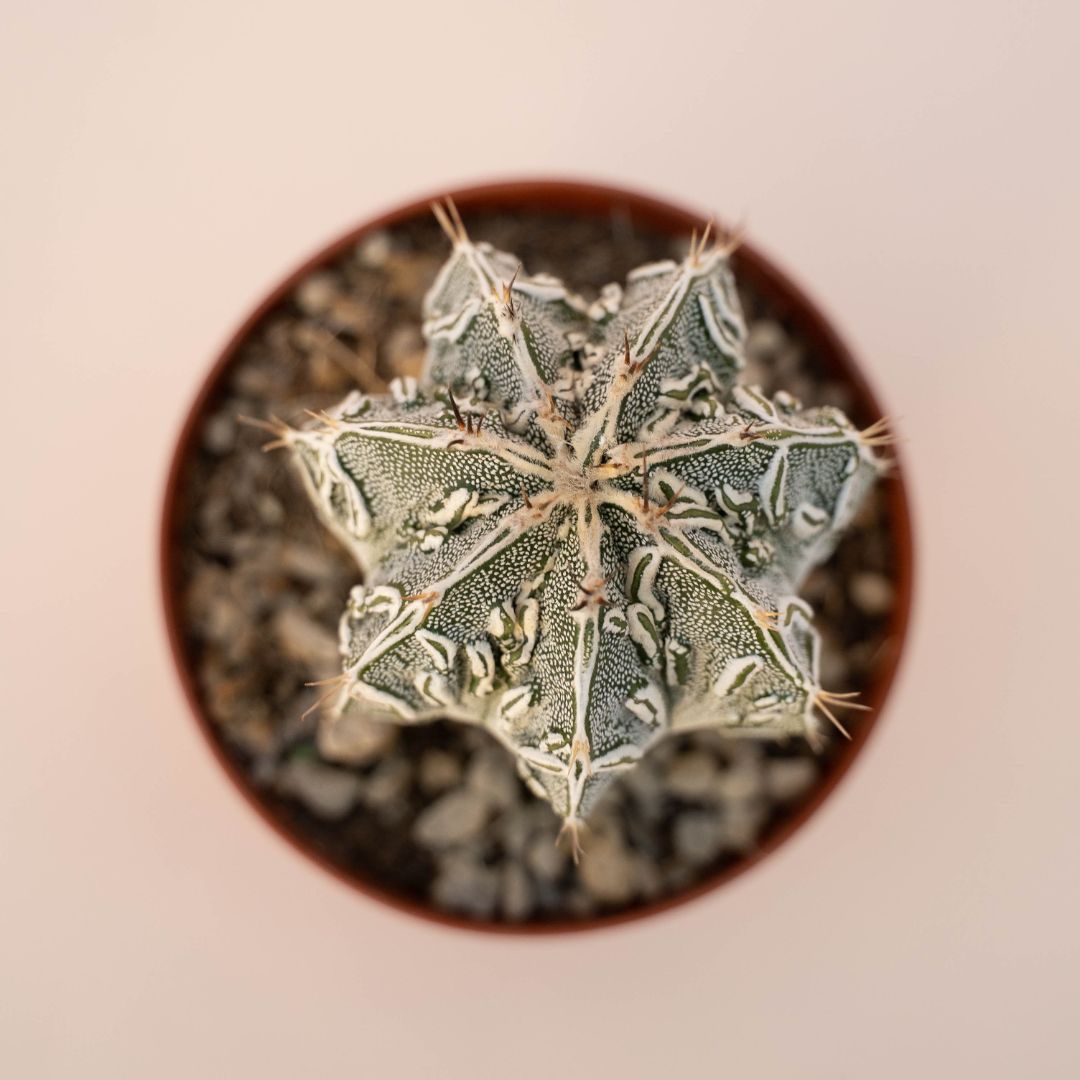 Astrophytum ornatum fukuryu hannya hybrid Ø 10,5 - 626F