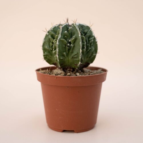 Astrophytum ornatum fukuryu hybrid Ø 10,5 cm - 611F