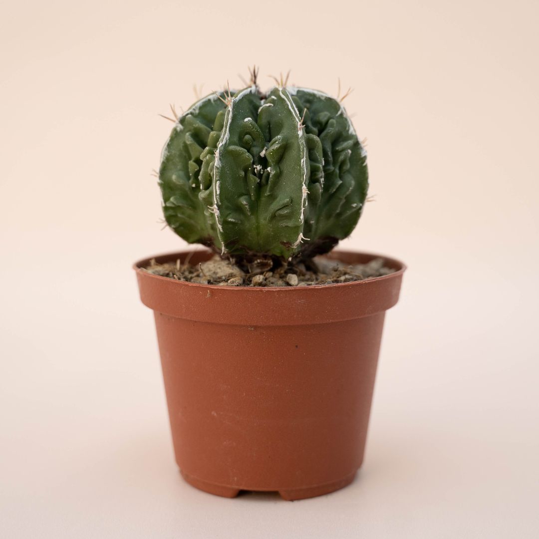 Astrophytum ornatum fukuryu hybrid Ø 10,5 cm - 611F