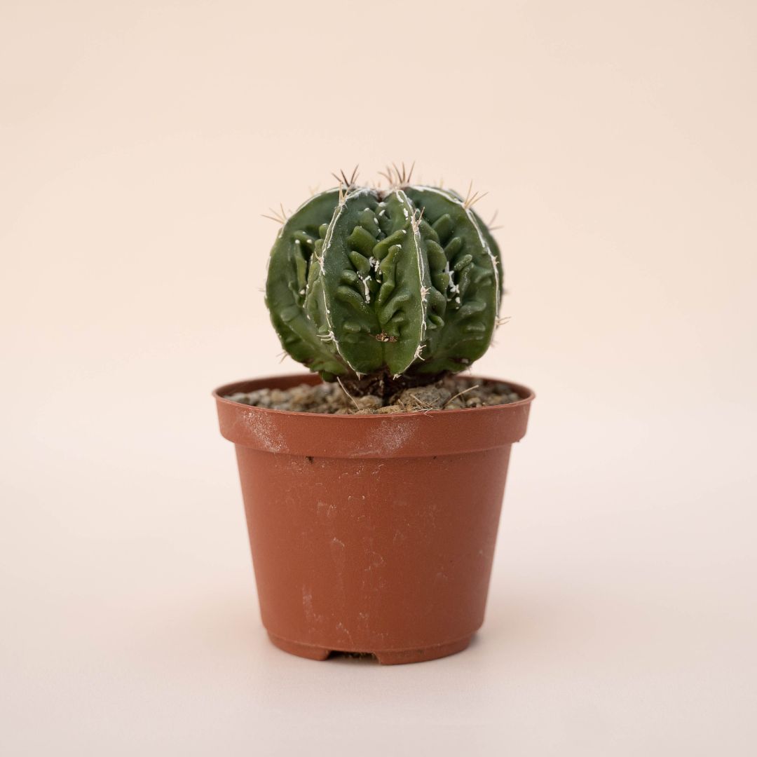 Astrophytum ornatum fukuryu hybrid Ø 10,5 cm - 611F