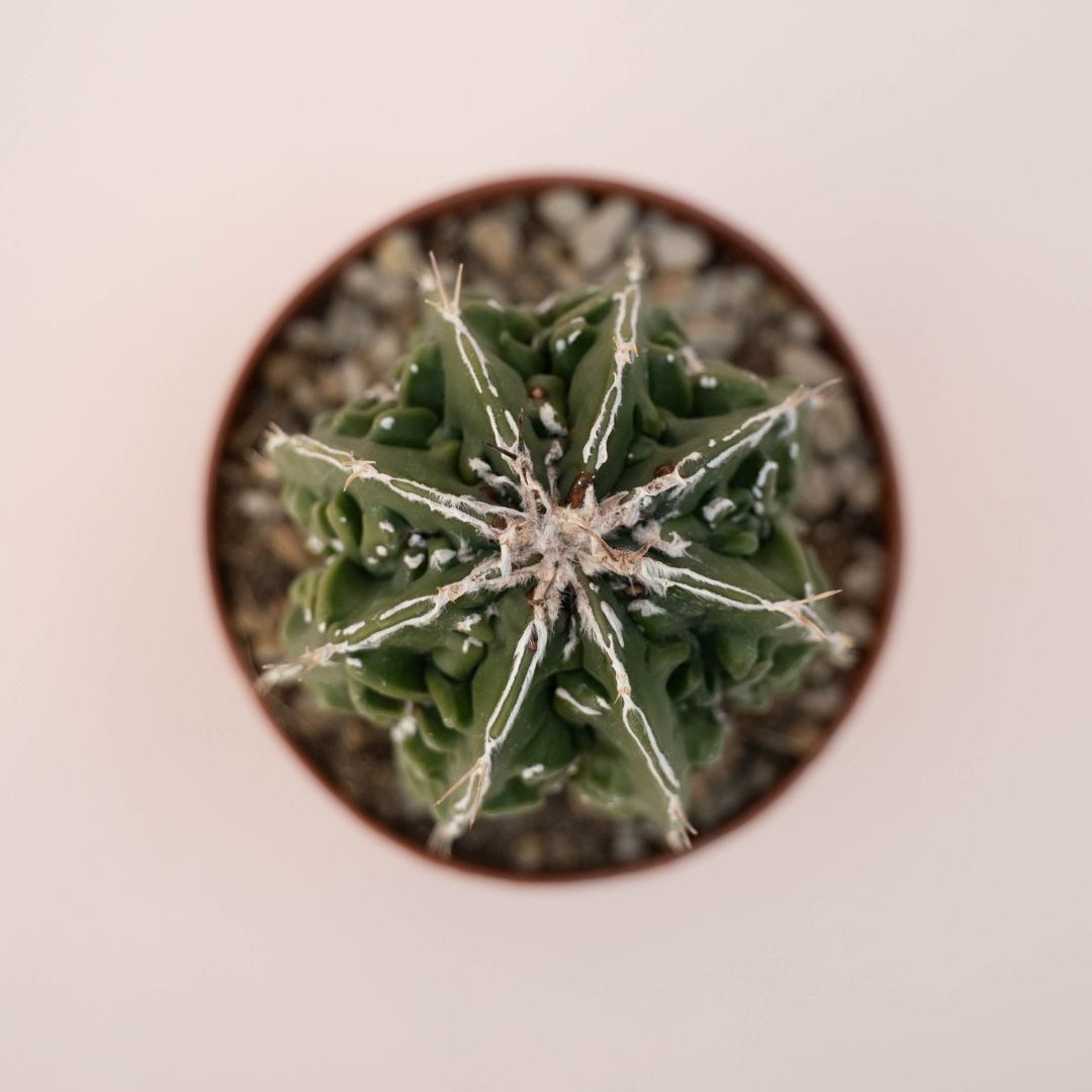 Astrophytum ornatum fukuryu hybrid Ø 10,5 cm - 611F
