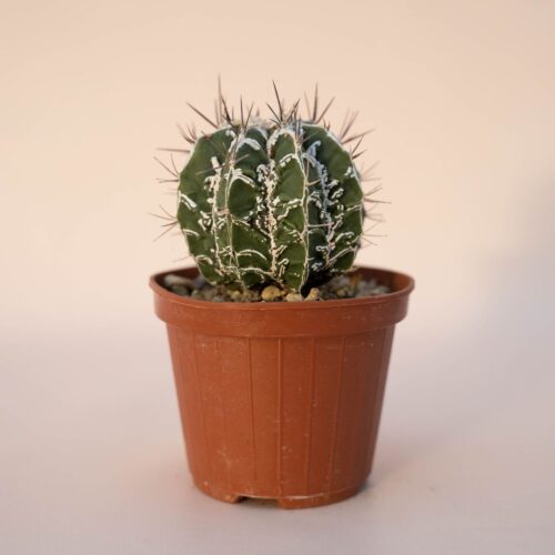 Astrophytum ornatum fukuryu hybrid Ø 10,5 - 621F