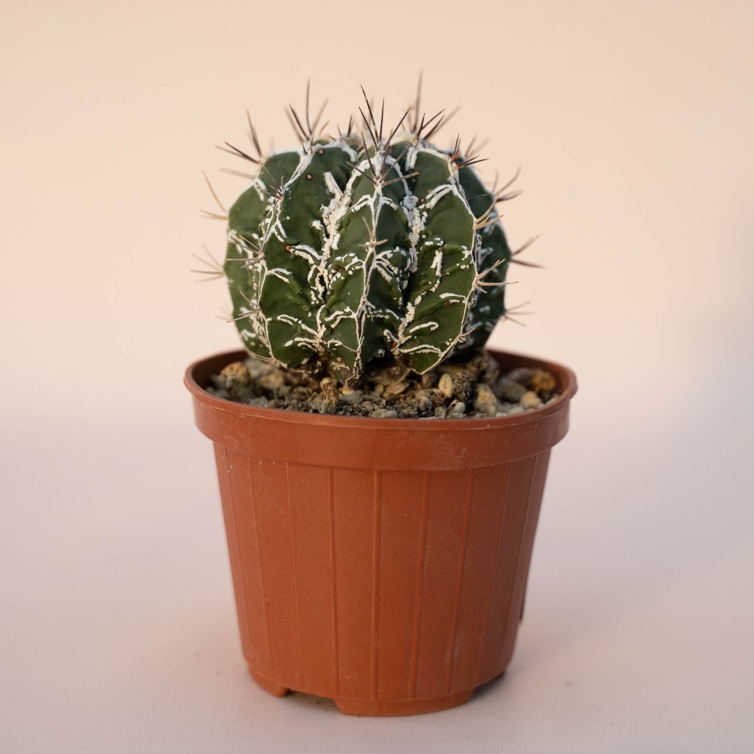 Astrophytum ornatum fukuryu hybrid Ø 10,5 - 621F