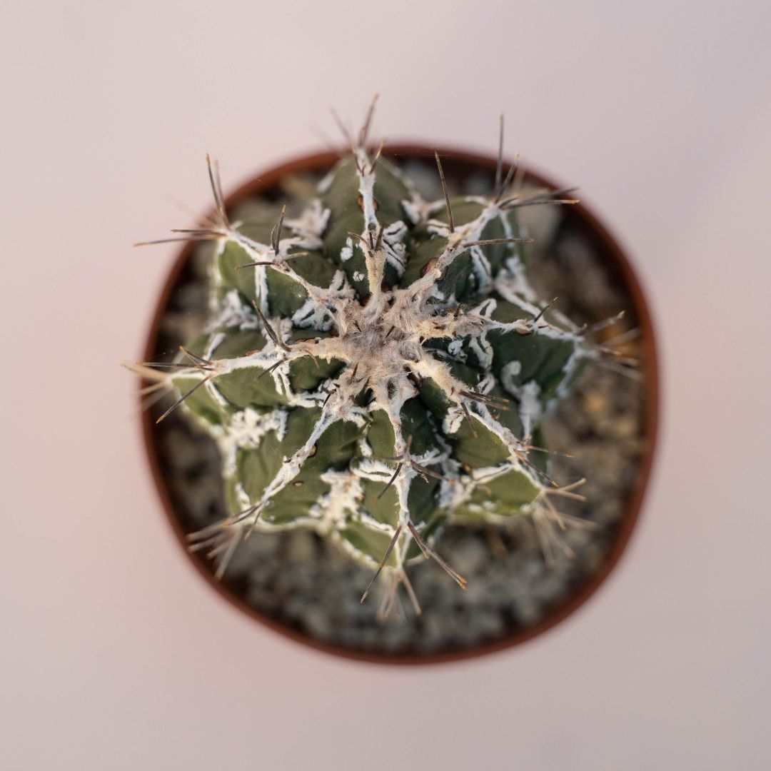 Astrophytum ornatum fukuryu hybrid Ø 10,5 - 621F