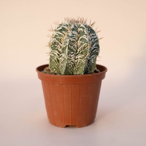 Astrophytum ornatum fukuryu hybrid Ø 10,5 - 622F