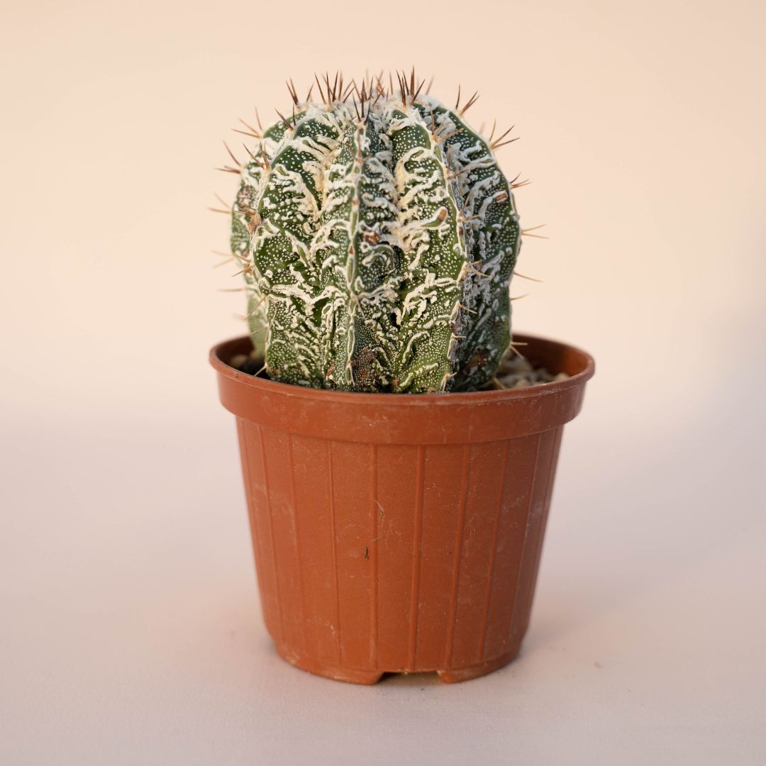 Astrophytum ornatum fukuryu hybrid Ø 10,5 - 622F