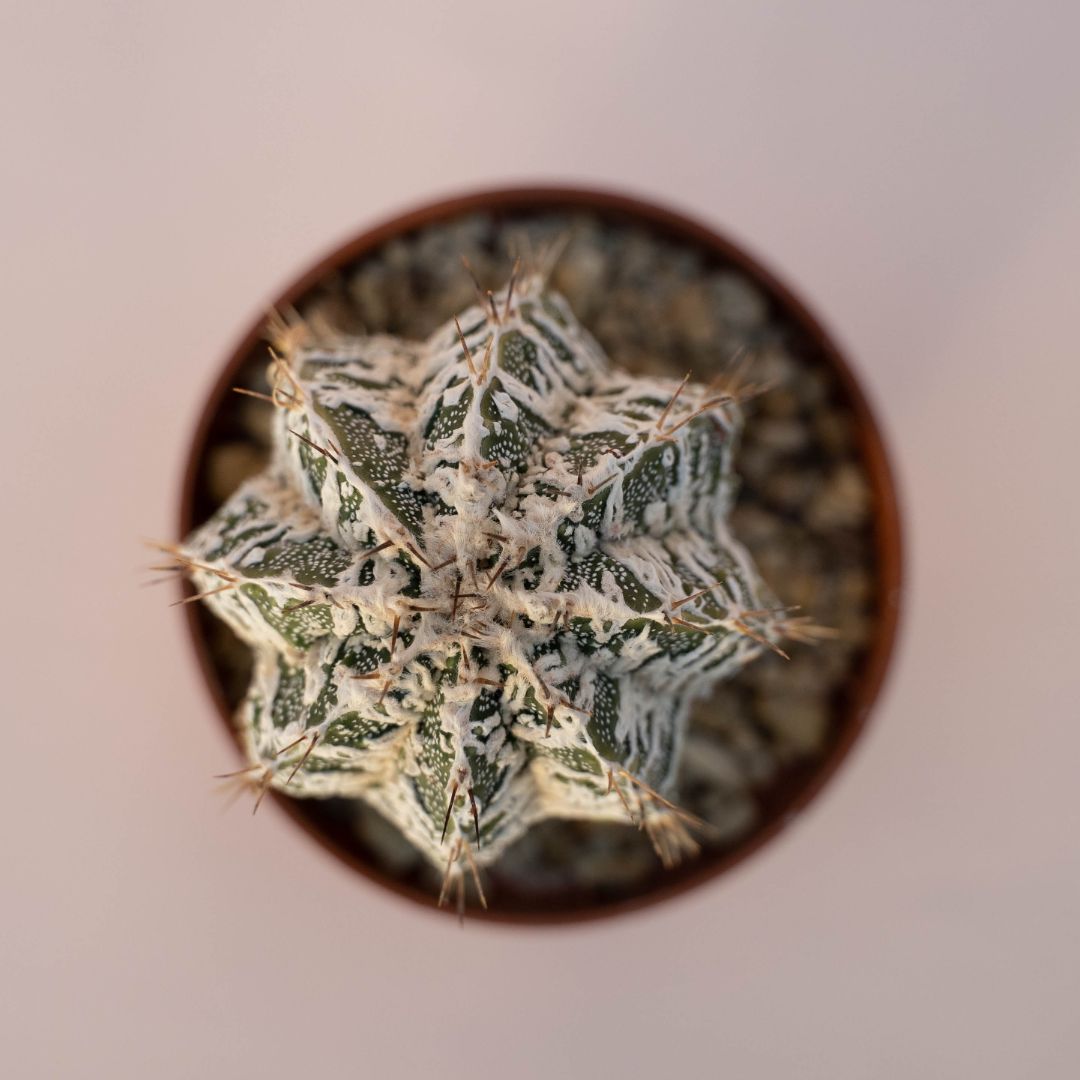Astrophytum ornatum fukuryu hybrid Ø 10,5 - 622F