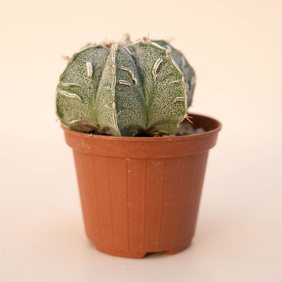 Astrophytum ornatum fukuryu hybrid Ø 10,5 - 625F