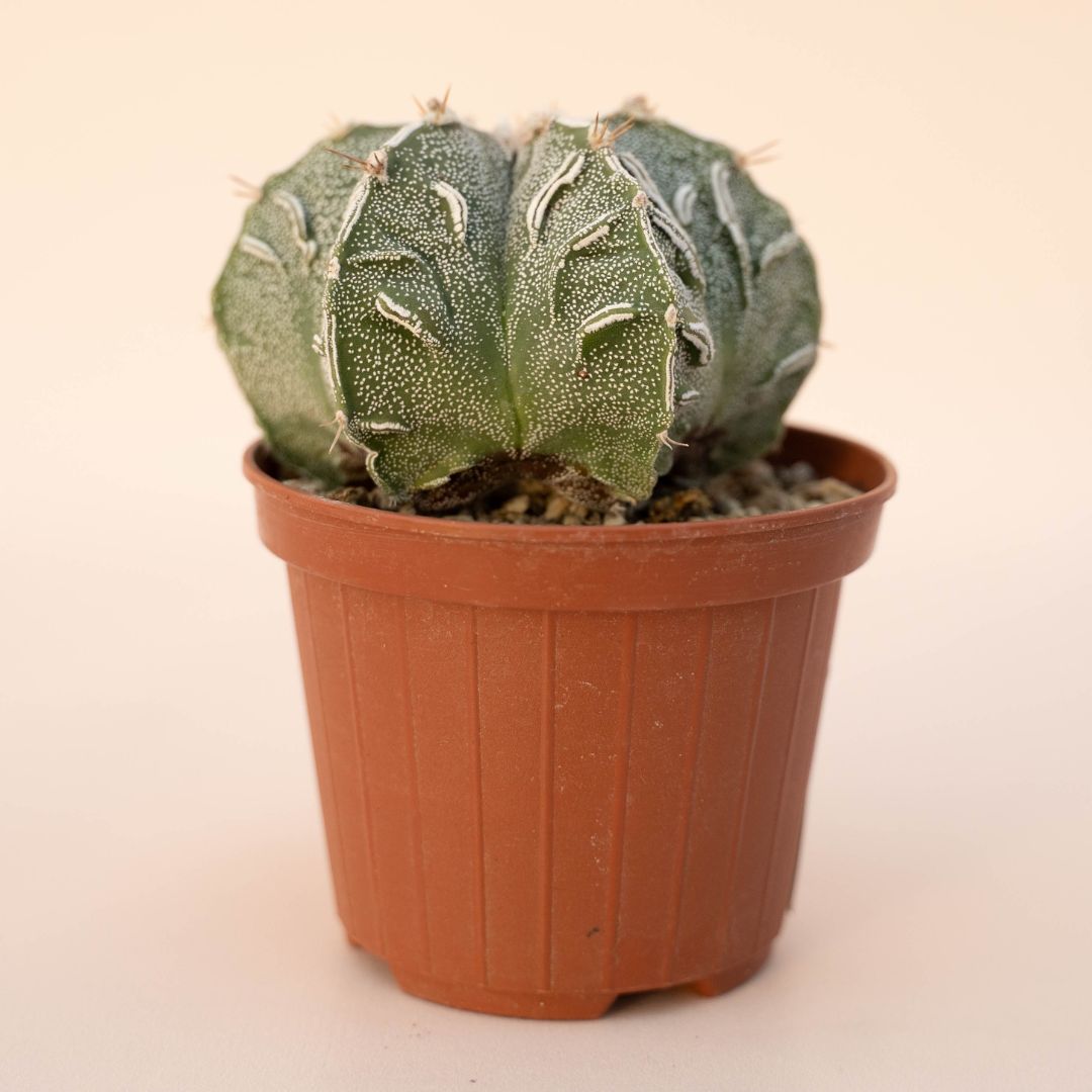 Astrophytum ornatum fukuryu hybrid Ø 10,5 - 625F