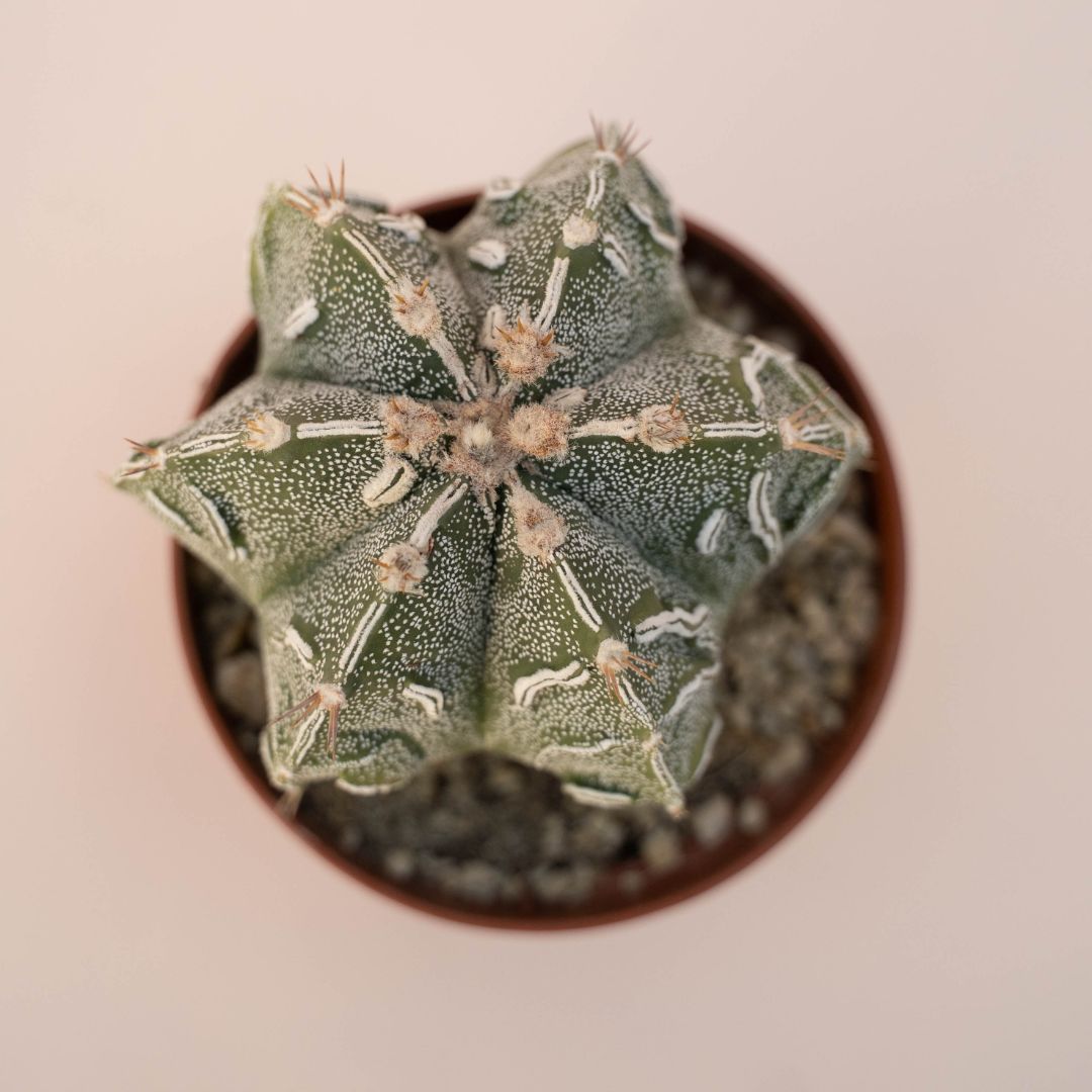 Astrophytum ornatum fukuryu hybrid Ø 10,5 - 625F