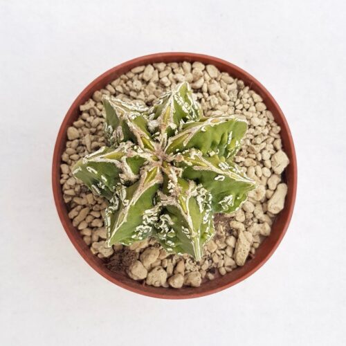 Astrophytum ornatum hannya hybrid 103B