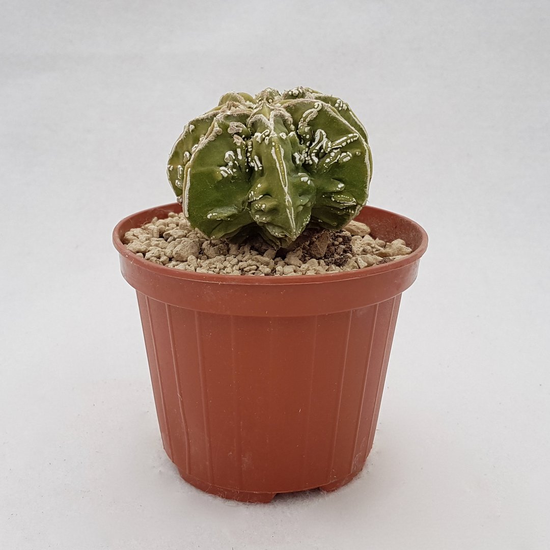 Astrophytum ornatum hannya hybrid 103B