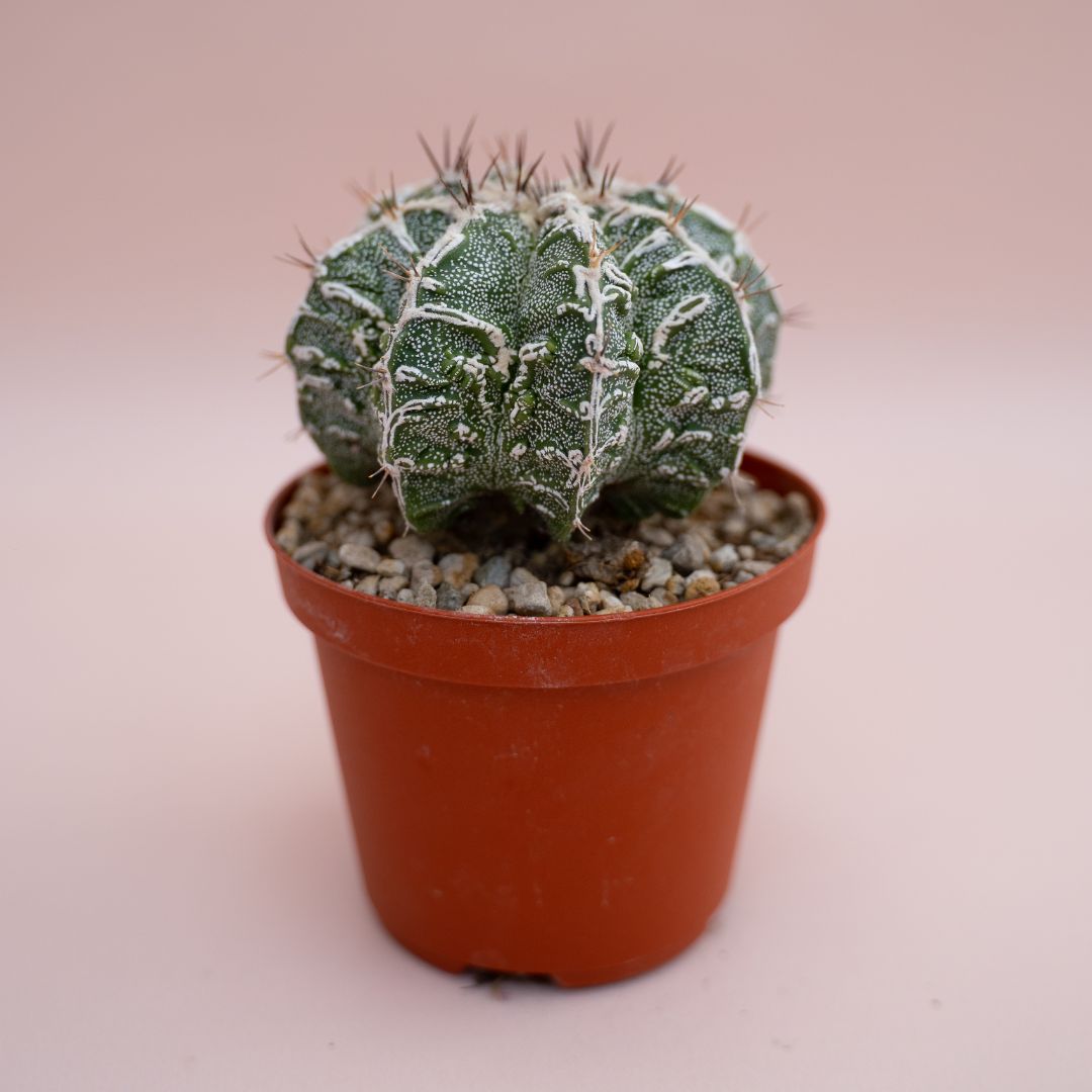 Astrophytum ornatum hannya hybrid Ø 10,5 cm