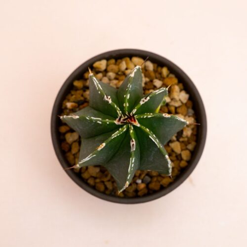 Astrophytum ornatum hybrid variegato Ø 10 cm 813F
