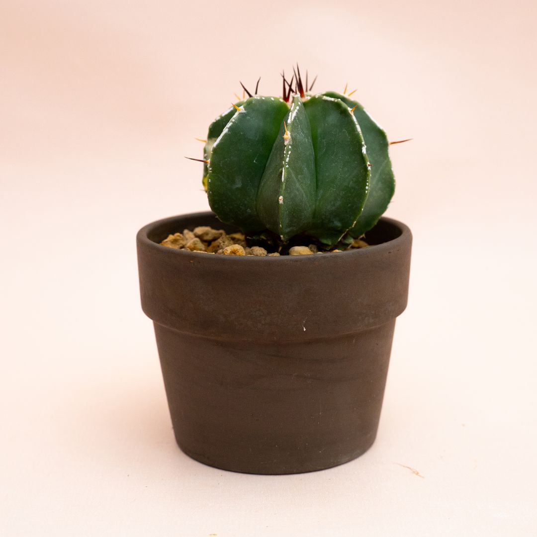 Astrophytum ornatum hybrid variegato Ø 10 cm 813F