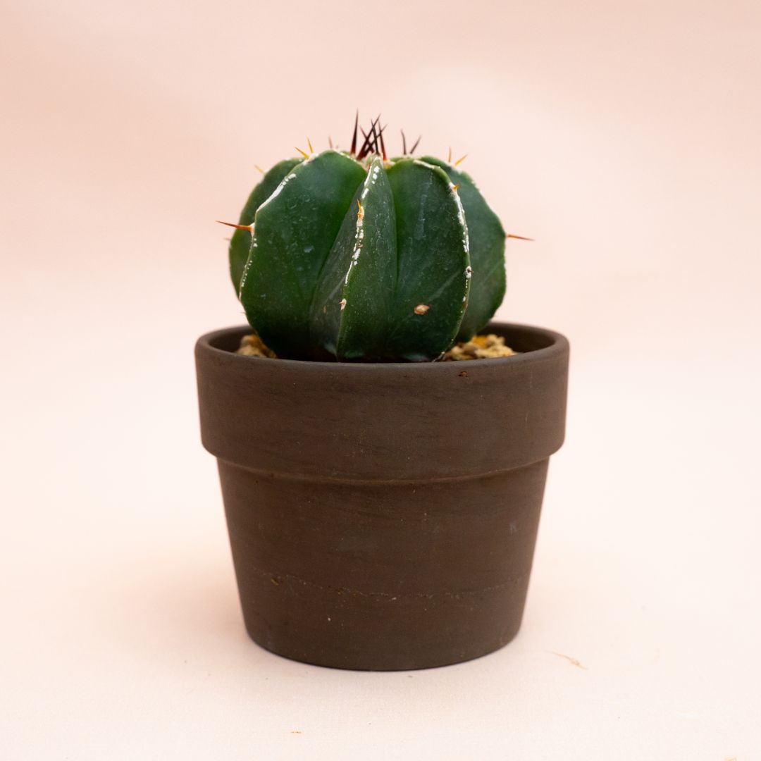 Astrophytum ornatum hybrid variegato Ø 10 cm 813F