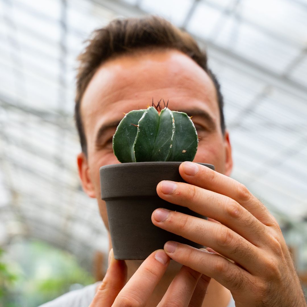 Astrophytum ornatum hybrid variegato Ø 10 cm 813F