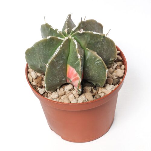 Astrophytum ornatum nudum variegato Ø 10,5 cm