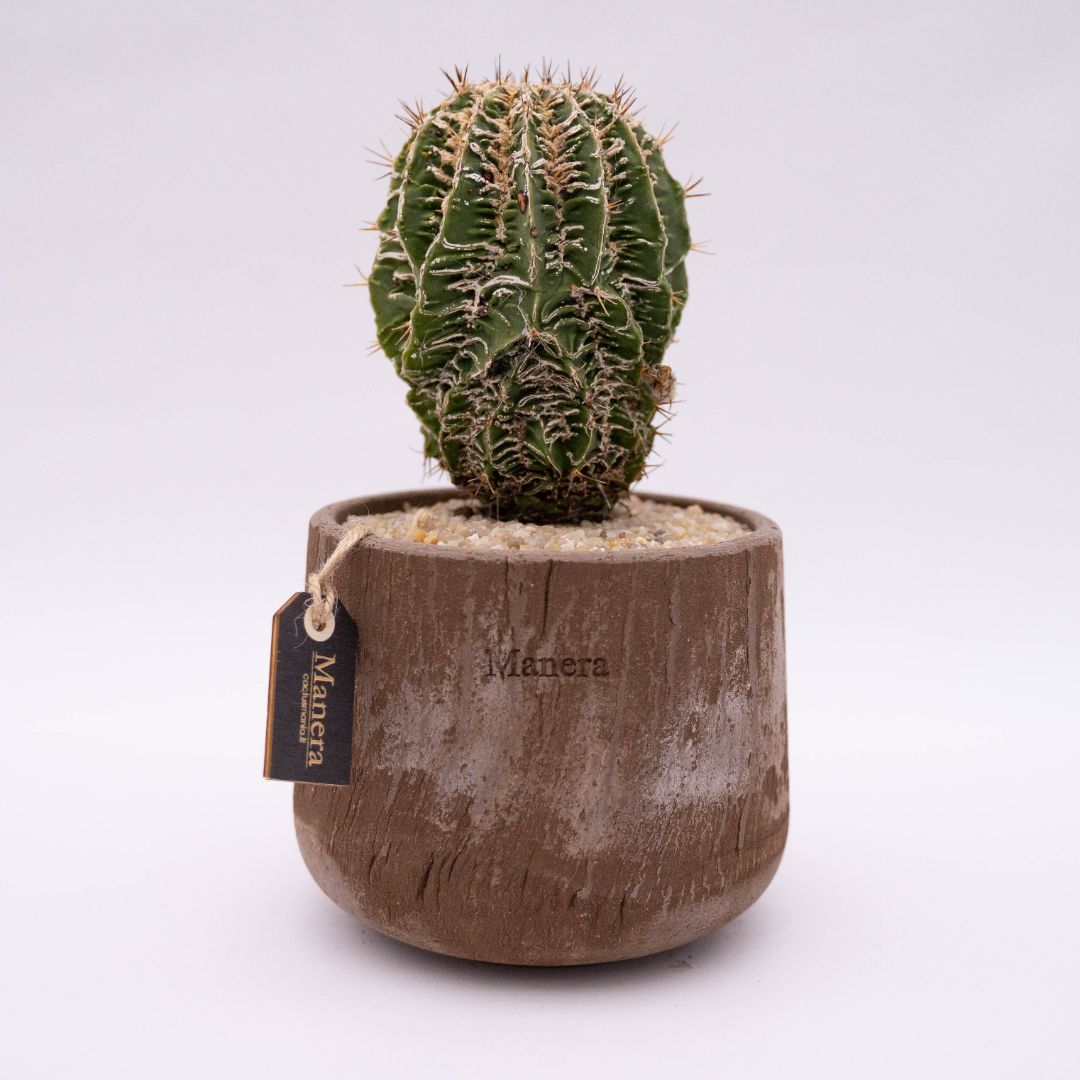 Astrophytum ornatum fukuryu hybrid Linea Manera Choco 1309