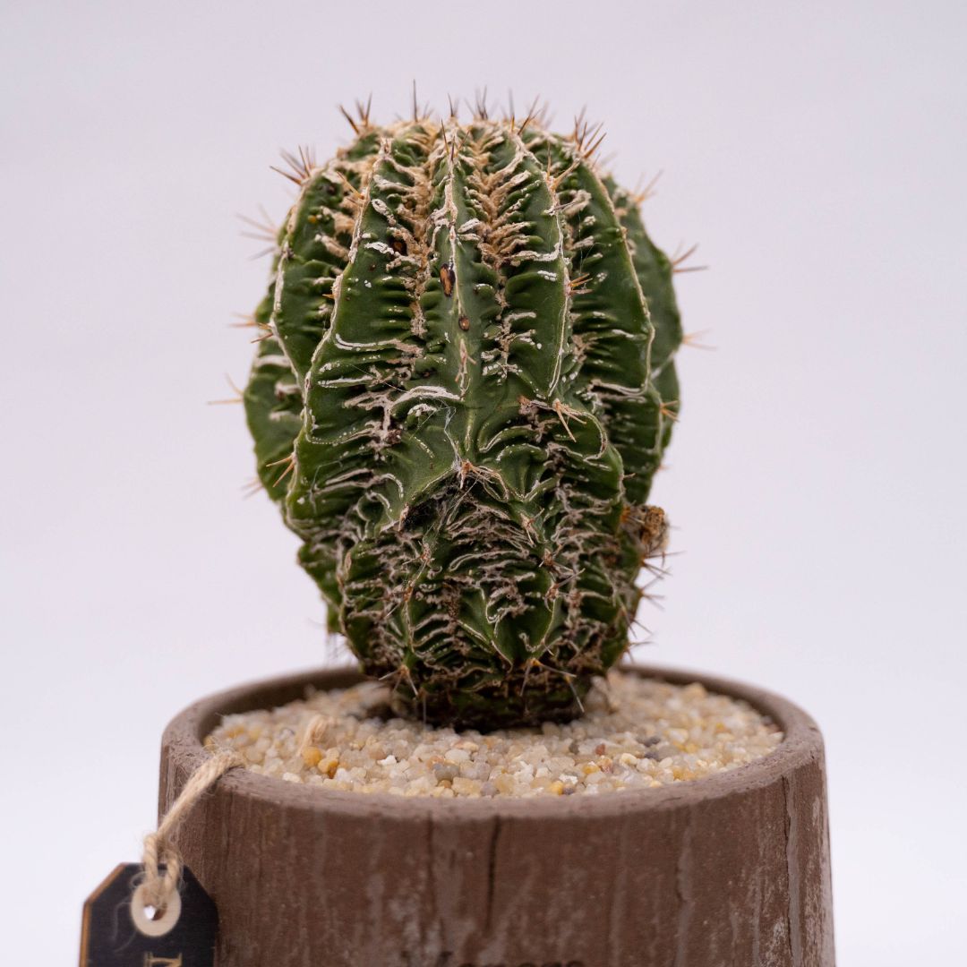 Astrophytum ornatum fukuryu hybrid Linea Manera Choco 1309