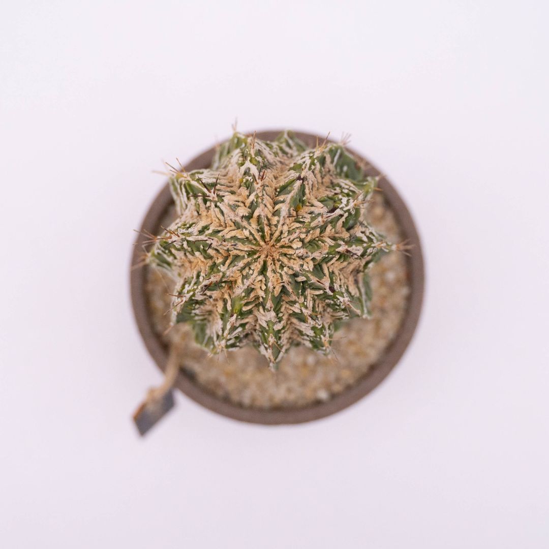 Astrophytum ornatum fukuryu hybrid Linea Manera Choco 1309
