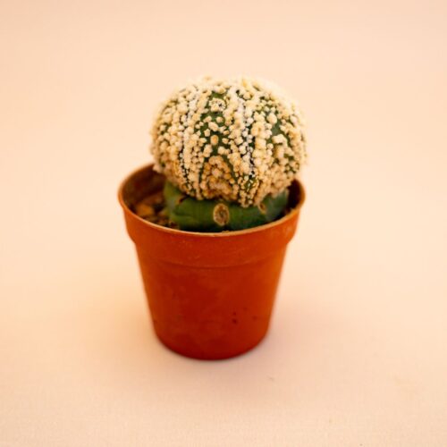 Astrophytum Superkabuto Ø 5,5 cm 639F