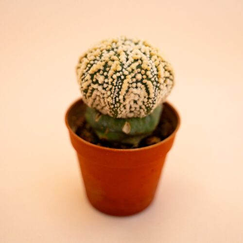 Astrophytum Superkabuto Ø 5,5 cm 640F