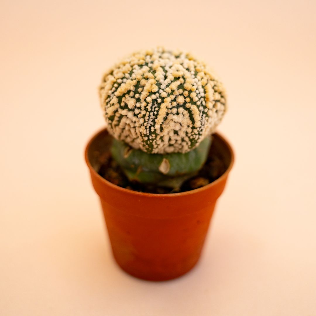 Astrophytum Superkabuto Ø 5,5 cm 640F