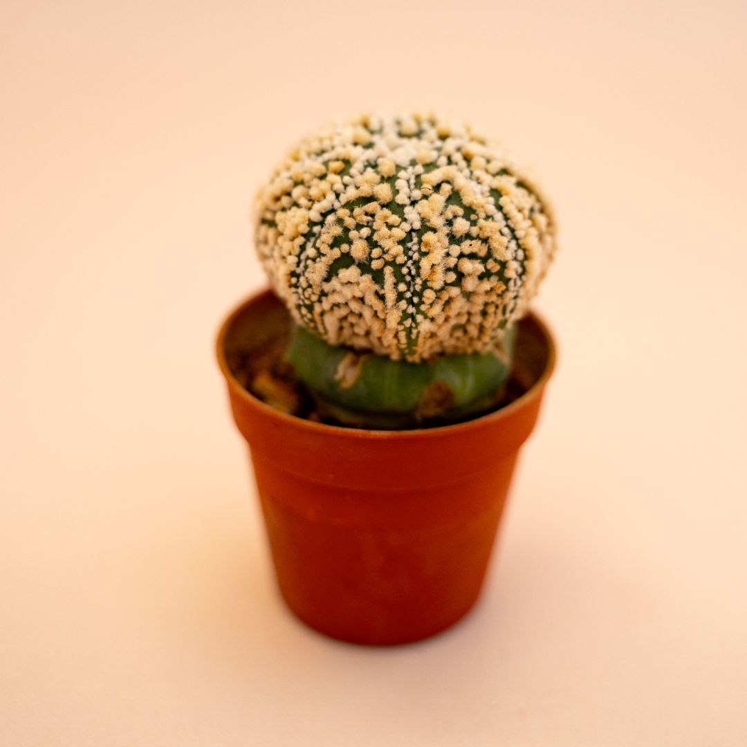 Astrophytum Superkabuto Ø 5,5 cm 640F