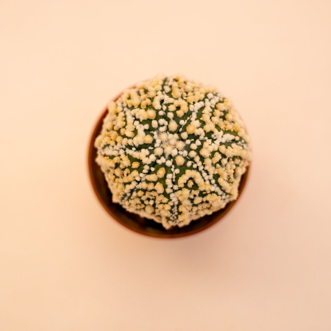 Astrophytum Superkabuto Ø 5,5 cm 640F