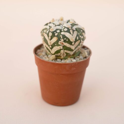 Astrophytum Superkabuto V type Ø 5,5 - 630F
