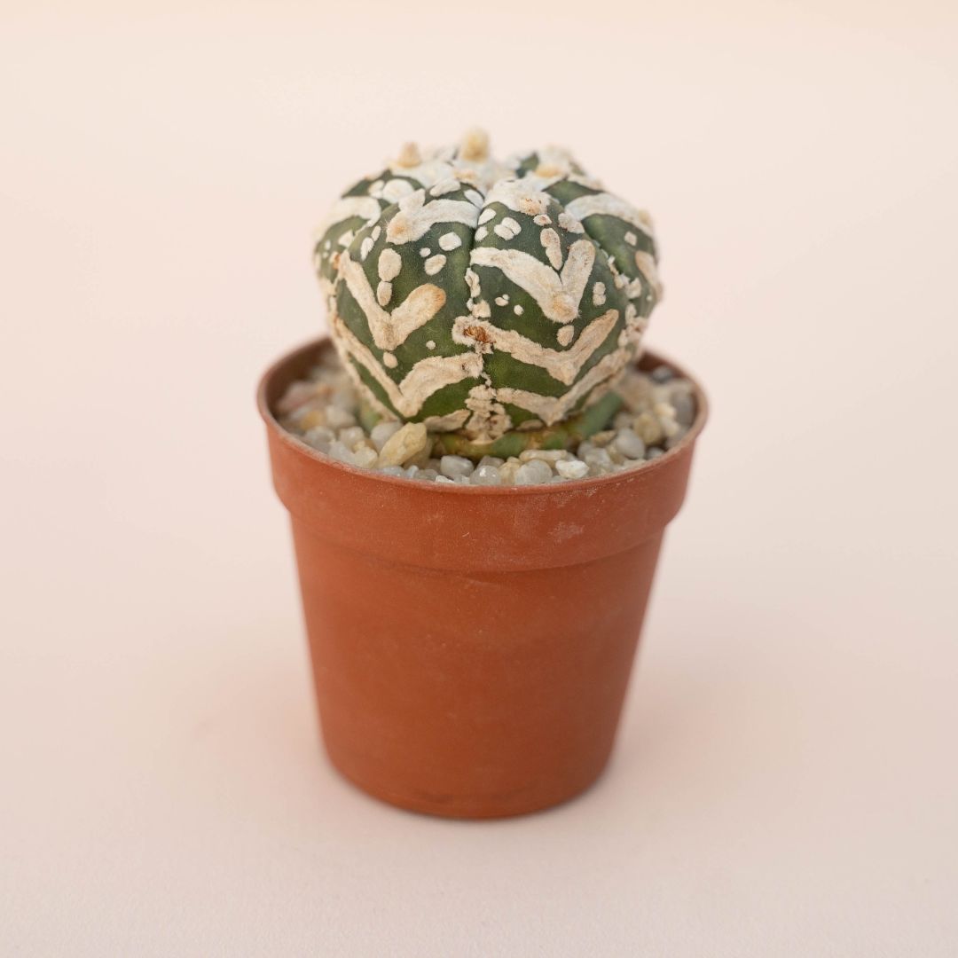 Astrophytum Superkabuto V type Ø 5,5 - 630F