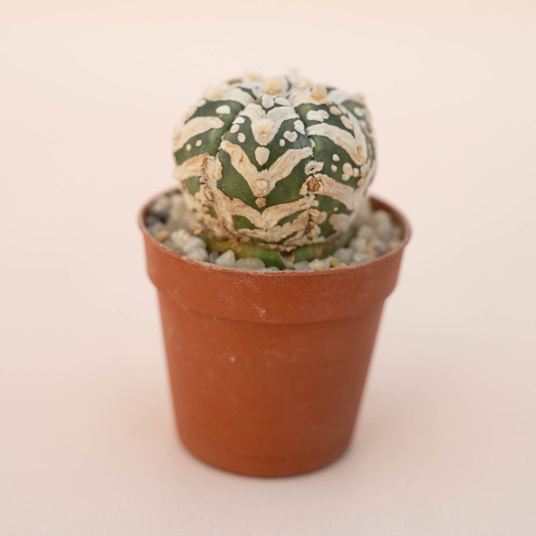 Astrophytum Superkabuto V type Ø 5,5 - 630F