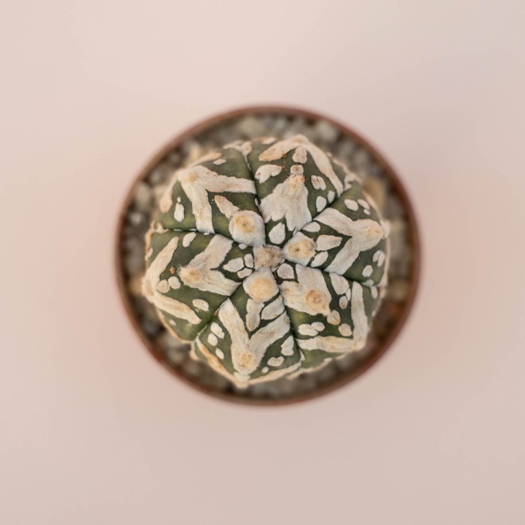 Astrophytum Superkabuto V type Ø 5,5 - 630F