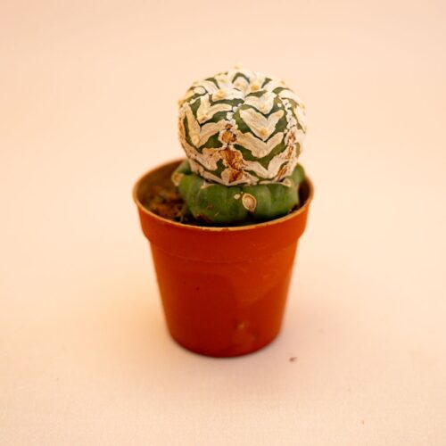 Astrophytum Superkabuto V type Ø 5,5 cm 638F