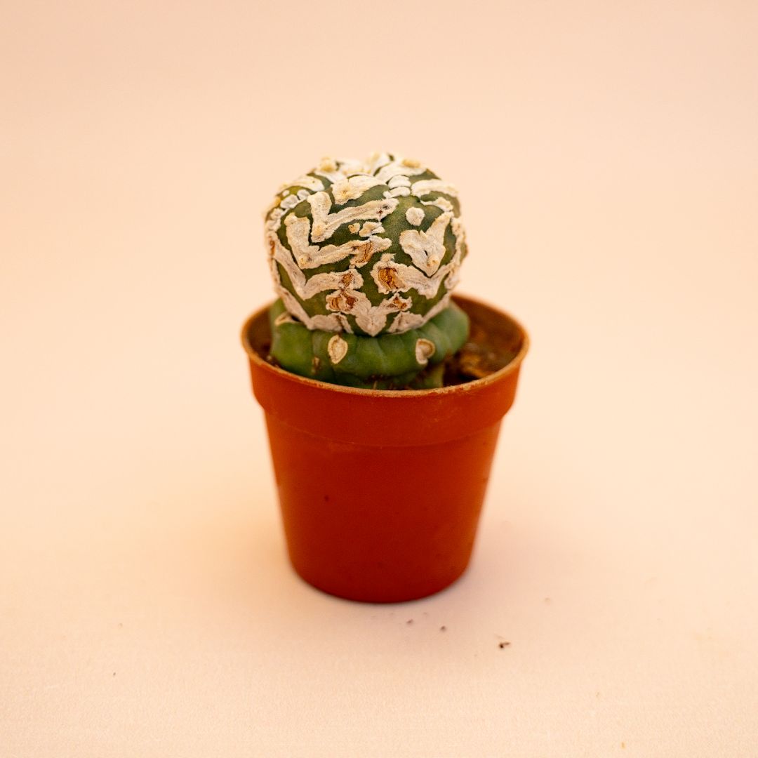 Astrophytum Superkabuto V type Ø 5,5 cm 638F