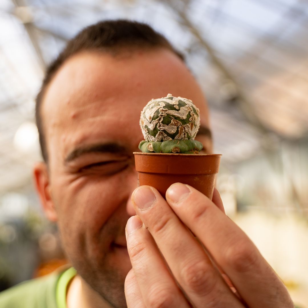 Astrophytum Superkabuto V type Ø 5,5 cm 638F
