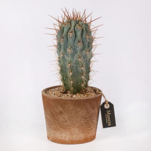 Browningia hertlingiana (MANERA CHOCO) Ø 12 cm