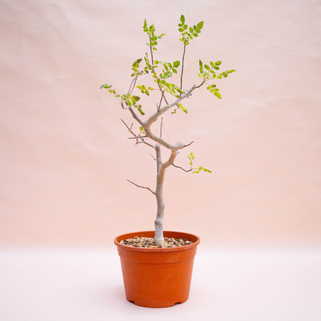 Bursera excelsa Ø 18 cm