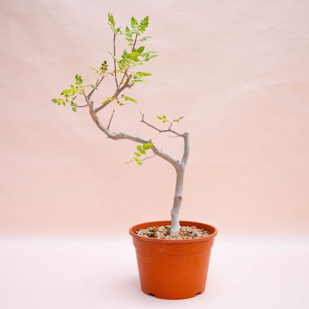 Bursera excelsa Ø 18 cm