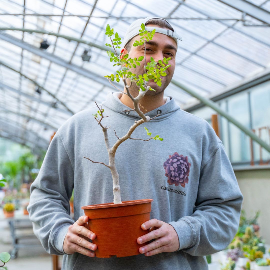 Bursera excelsa Ø 18 cm