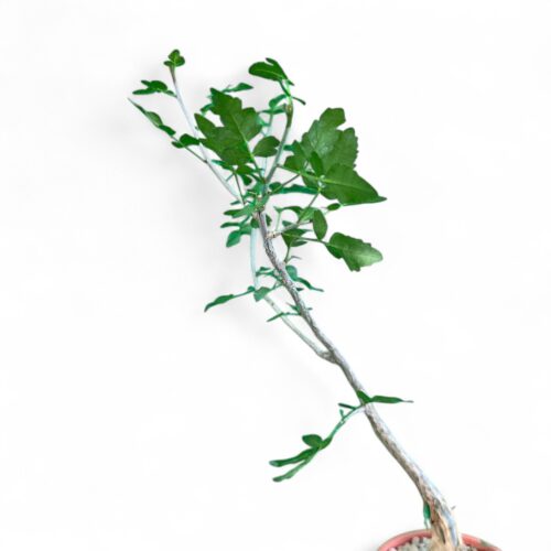 Bursera fagaroides Ø 12 cm