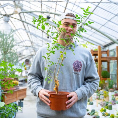 Bursera fagaroides Ø 18 cm